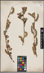 Foto von Salix cinerea L.